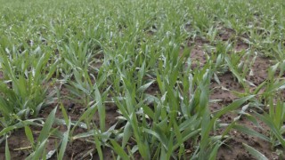 Warm winter primes aphids for early flights
