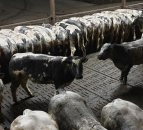 Video: Ulster farmer to put 900 heifers ‘on the market’ this Saturday
