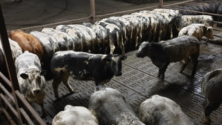 Video: Ulster farmer to put 900 heifers ‘on the market’ this Saturday