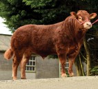 Limousin breed priorities are changing