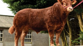 Limousin breed priorities are changing