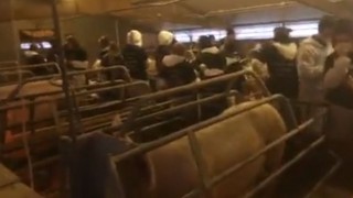 NPA weighing up legal action after 200 vegan activists storm pig farm