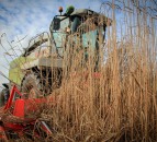 Suffolk open day to demonstrate Miscanthus diversification