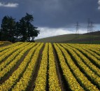 Scientists findings suggest daffodils could replace antibiotics in feed