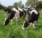 How we can cut dairy emissions without cutting down on dairy?