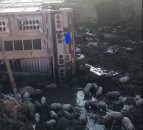 'Nearly 3,000 piglets' loose on US road following lorry crash