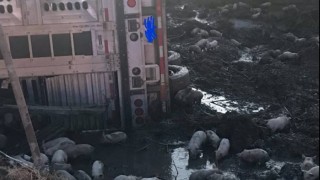 ‘Nearly 3,000 piglets’ loose on US road following lorry crash