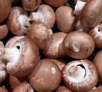 Scheme costing mushroom farmers up to £8000 every 6 months