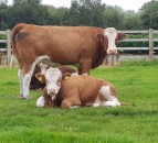 Scottish suckler herd falls to lowest level since the 1950s