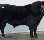 Popularity of Aberdeen Angus beef set to grow