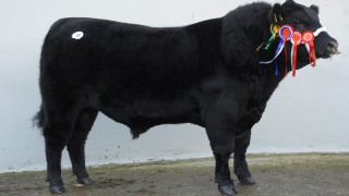 Popularity of Aberdeen Angus beef set to grow