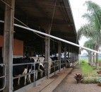 How a pig farmer made a splash into milk with Brazil's first VMS robots