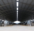 Hitting 1,000 cows in Brazil's dairy capital