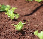 Field event to thresh out challenges and opportunities for sustainable farming