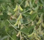 Following the trail: Where does the soya in your feed come from?