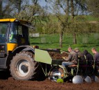 New wonder Miscanthus variety to launch at Cereals 2019