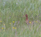 Environment groups must ‘take share of blame for curlew decline’