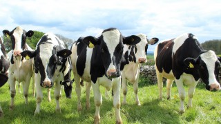 Role of buffer feeding highlighted by nutritional advisors
