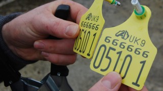 NI BVD offenders to be prosecuted