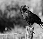 New general licence for controlling carrion crows comes into force