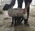 50 lambs stolen from Hampshire farm during night