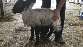 50 lambs stolen from Hampshire farm during night