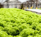 UK salad trial aims for year-round growth