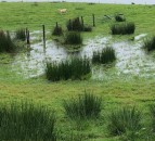 Sheep and cattle farmers urged to start testing for liver fluke this autumn