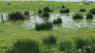 Farmers urged to test for liver fluke, despite lower levels
