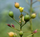 New 5-year GM field trial approved in UK