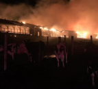 Over 550 cattle perish in US barn blaze