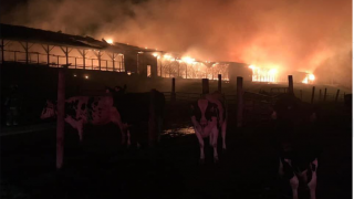 Over 550 cattle perish in US barn blaze