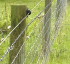 Fence post shortage causes delays to Environmental Farming Scheme