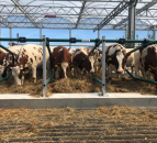 Cows arrive aboard ‘world’s first’ floating farm in Dutch city