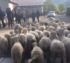 French school enrolls sheep in final effort to ‘boost numbers’