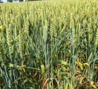‘Endocrine disruptor’ fungicide withdrawn in France