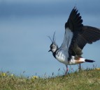 Working for waders: Bringing wading birds back to Scottish farmland