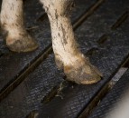 New code published to encourage NI farmers to reduce ammonia emissions
