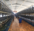 Job position now available on Saudi Arabian dairy farm