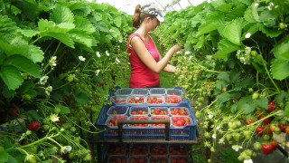 Seasonal Worker news a ‘big disappointment’ – NFU Scotland