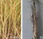 Verticillium wilt disease ratings ‘one step closer’