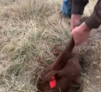 Farmer finds missing calf…buried in badger burrow