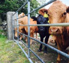 UK levy bodies propose more coordinated approach to ruminant health
