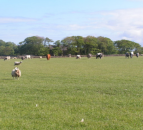 Beef and sheepmeat exports rise in 2019