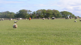 NFU Scotland urges farmers to ‘follow guidance’ on bluetongue prevention