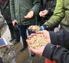 £30,000 awarded to woodchip bedding trial
