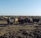 What is the carbon footprint of the entire US beef industry?