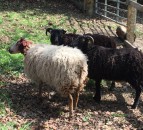New bill to deliver tougher stance on animal welfare offences