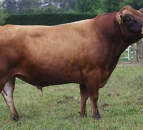 'One-of-a-kind' Jersey bull enters New Zealand Hall of Fame