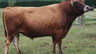 ‘One-of-a-kind’ Jersey bull enters New Zealand Hall of Fame